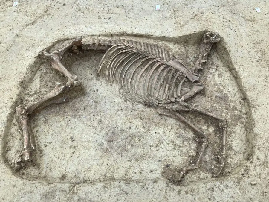Ancient grave of a decapitated horse found in Germany