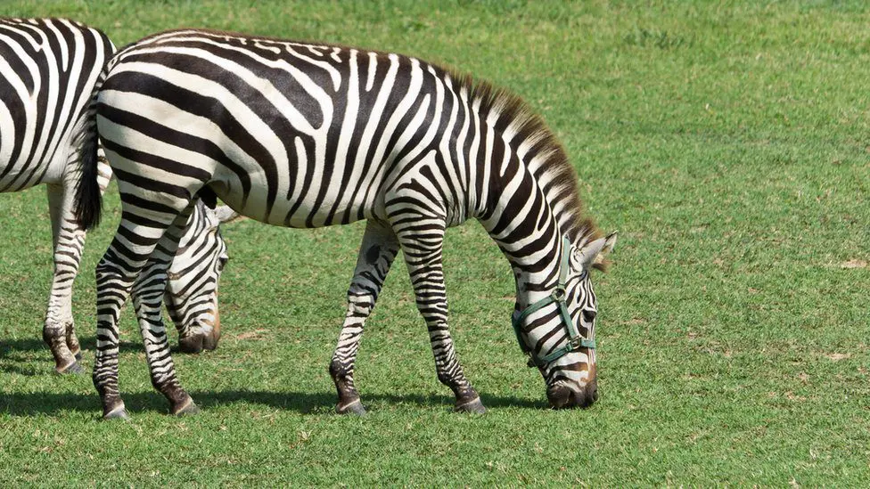 Are zebras white with black stripes or black with white stripes? The answer will surprise you