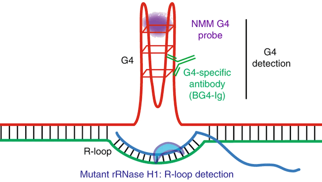 G-quadruplex (G4)