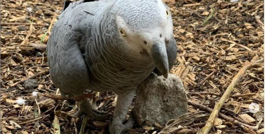 “They cursed in chorus”. Five parrots in the English zoo had to be isolated due to abuse of visitors