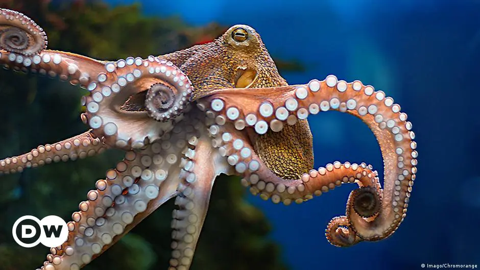 Octopuses and squid came from space