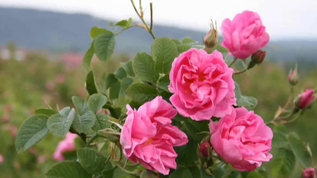 Rose production in Bulgaria is collapsing