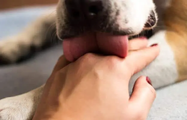 Why the dog licks your hands and feet