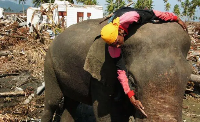 Do animals warn us of disasters?