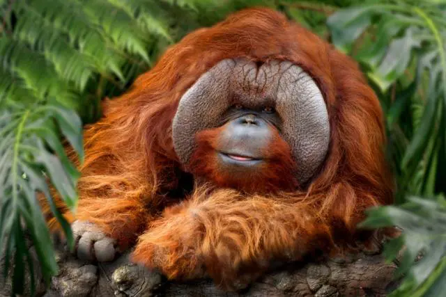 800 rarest monkeys need to be rescued in Sumatra