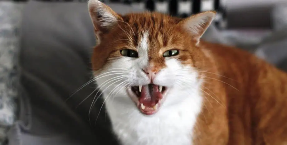 Little fiend of hell