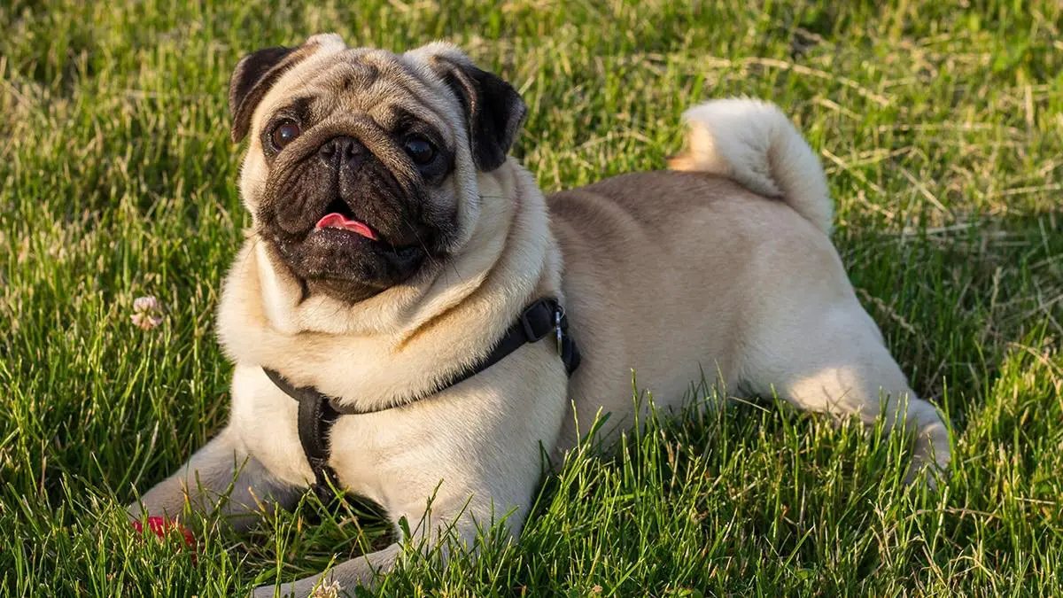 Long-living dogs: these 9 breeds are 20 or older