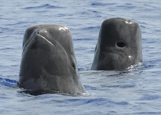 Noise from petrol-powered boats prevented Grind mothers from resting and feeding their babies