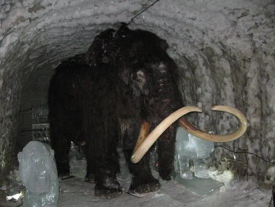 Disappearance of mammoths in Siberia