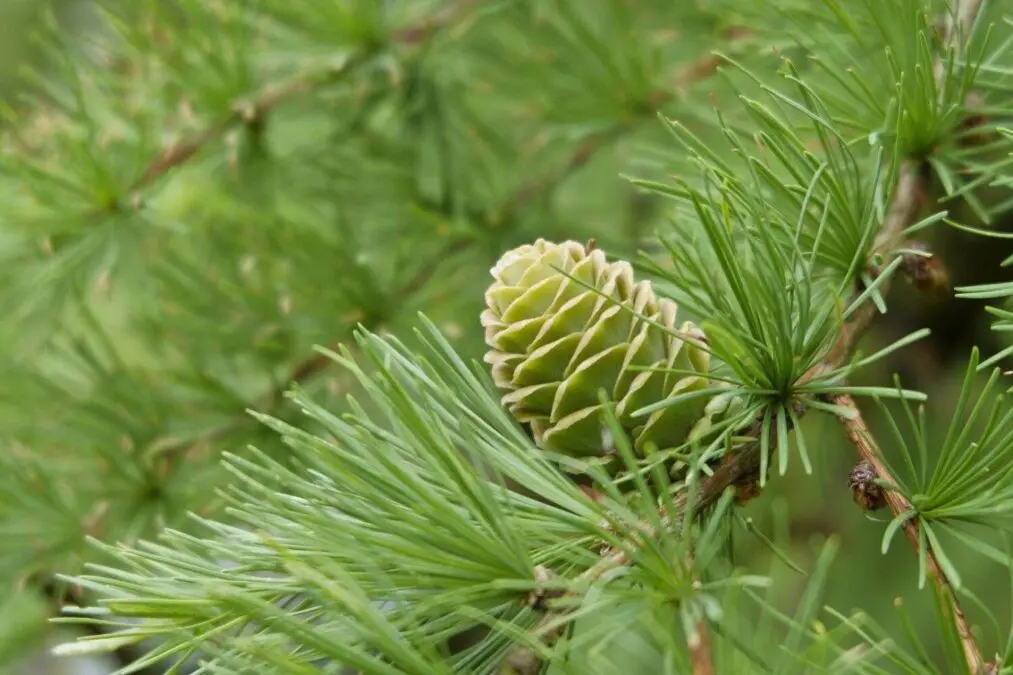 Forests in Germany have fallen by 5% in three years