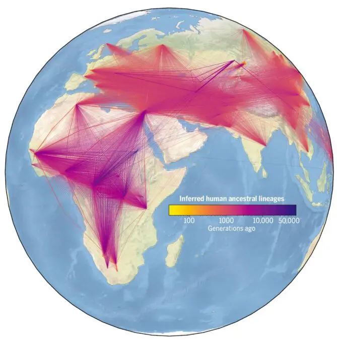 The largest family tree of mankind showed the history of our species
