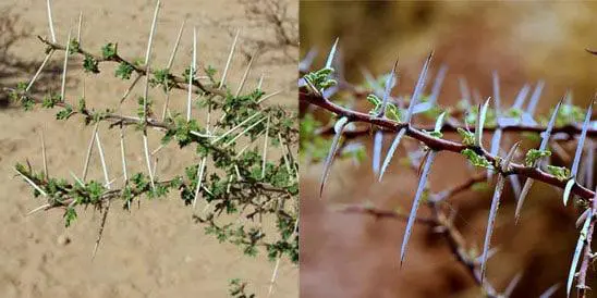 Researchers have documented for the first time that plants can defend themselves against herbivores