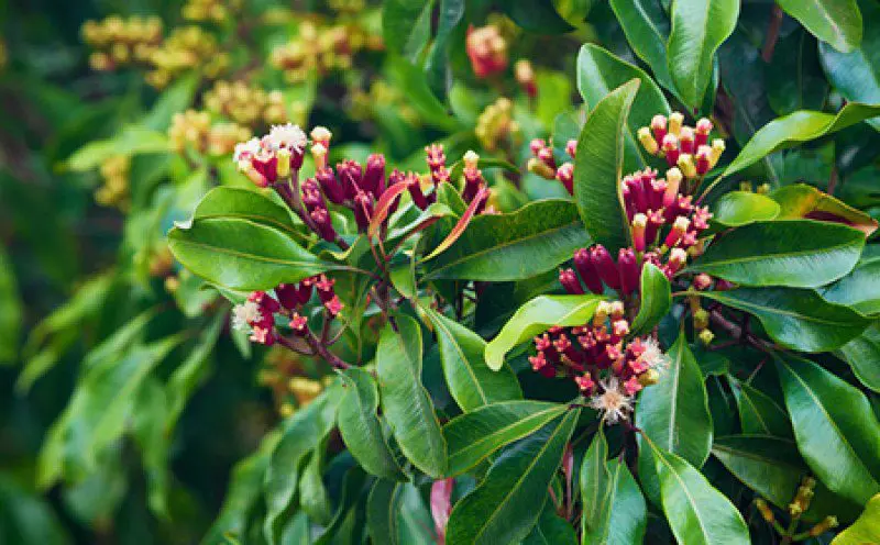 Scientists have discovered substances in the clove tree that block the reproduction of COVID-19