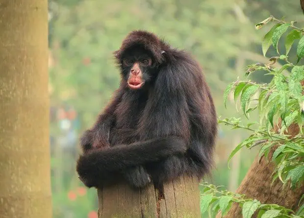 Spider monkeys prefer fruits with worms