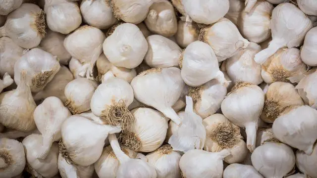 12 highly alkaline foods that protect us from disease