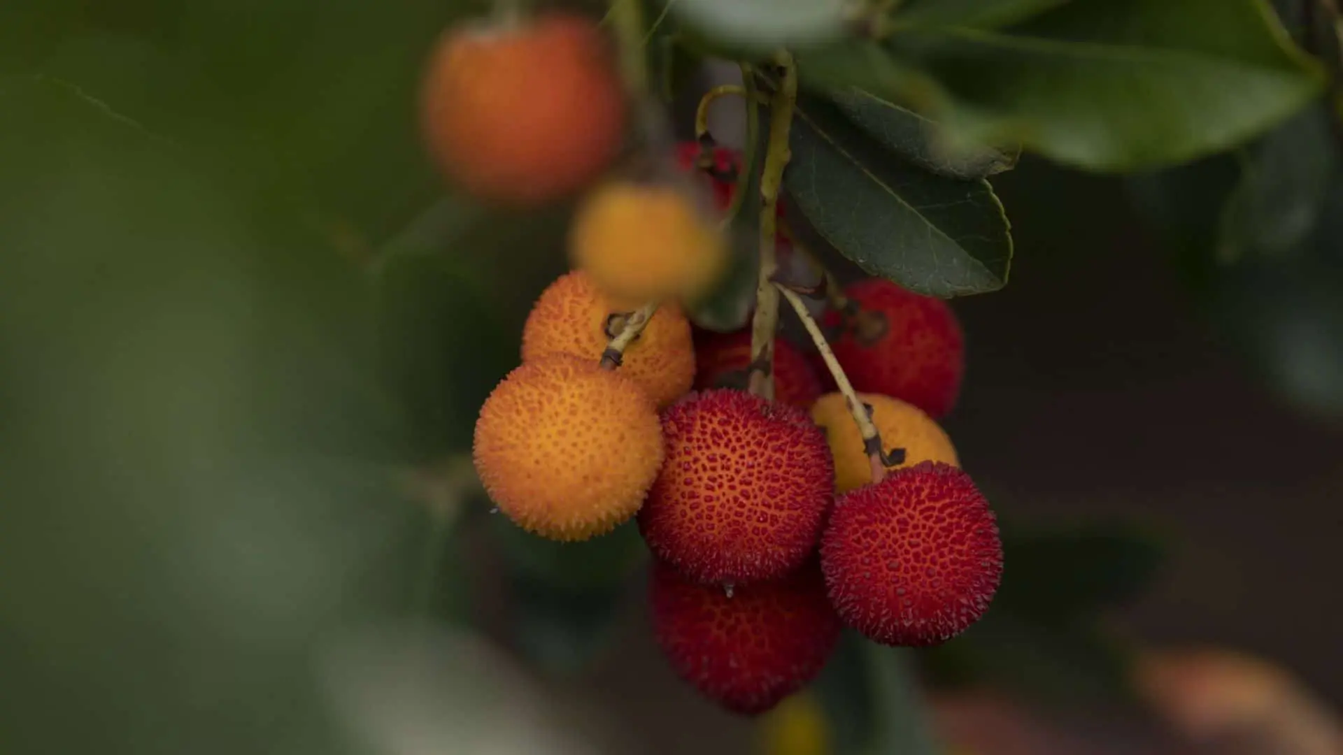 The bear with the strawberry tree: the story of the symbol of Madrid