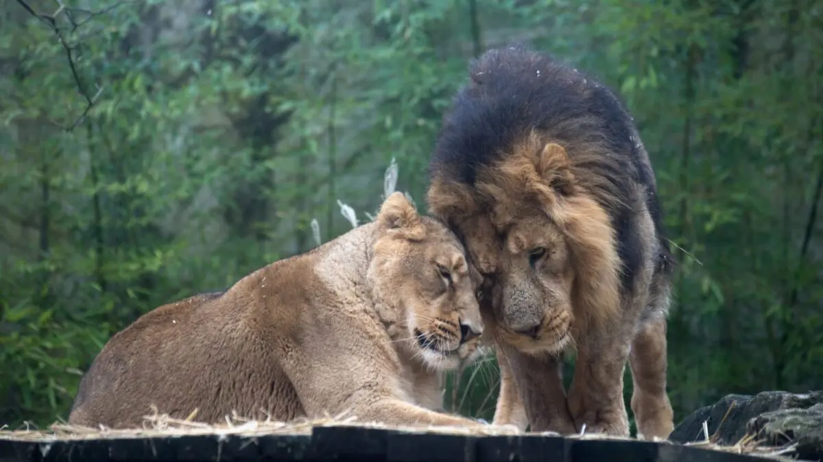 The love hormone turns lions into kittens
