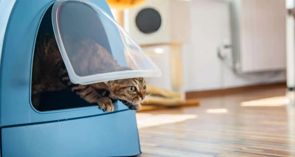 Why cats sometimes carry toys in their toilets