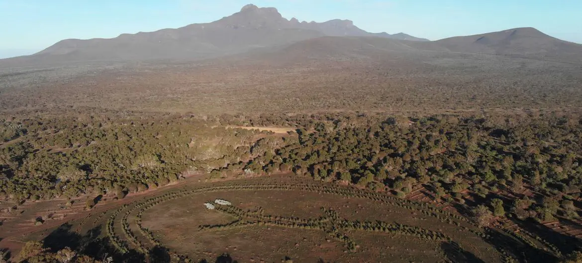 This 300 metre long Karda (goanna) Noongar totem has been planted by the Nowanup Ranger Team in the South west of Australia.