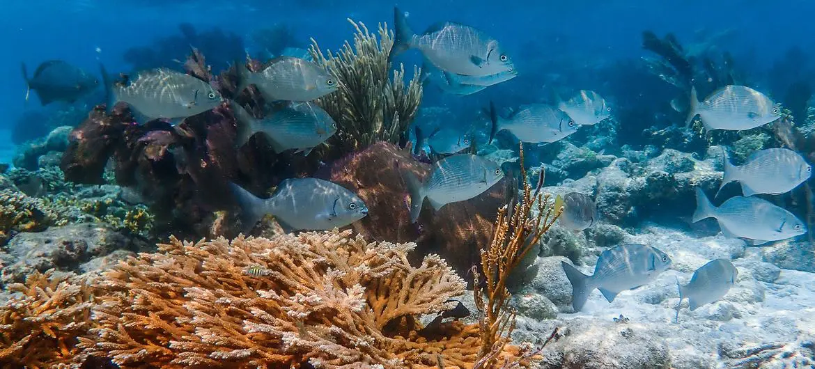 Restored corals in Laughing Bird Caye National Park, Belize.