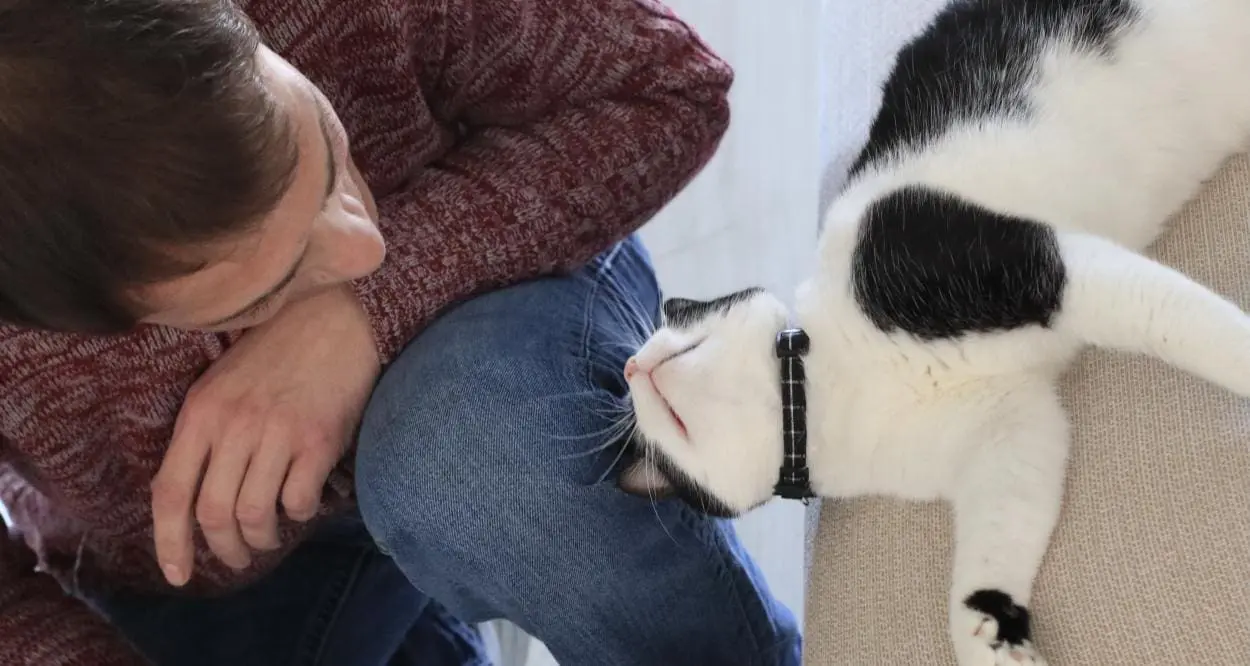 Do cats remember their old owners?