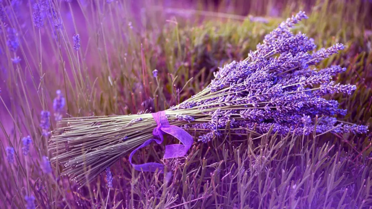 A fly will not fly: the 10 best repellent plants for the garden