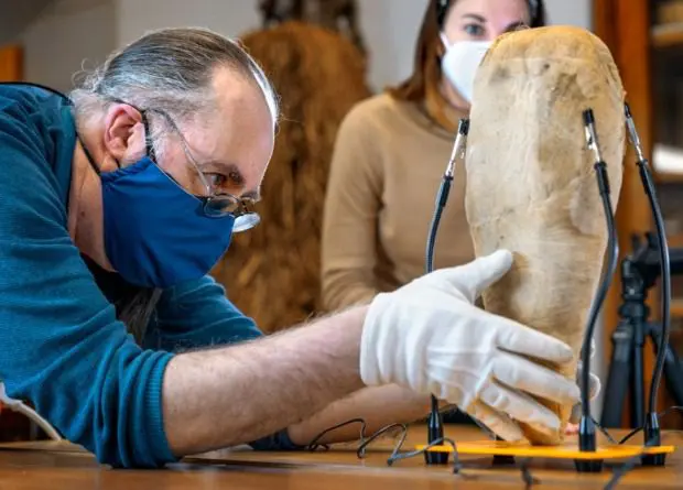 Remains of sacred ibis found inside Egyptian hawk mummy