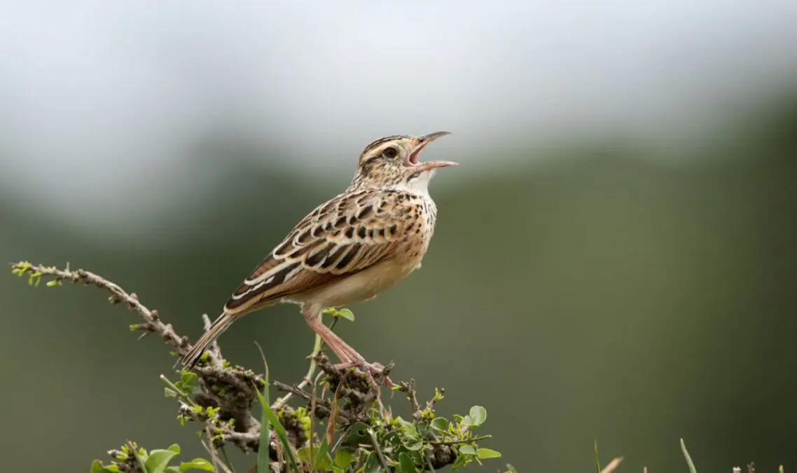 The cats in a German city locked – to save the larks