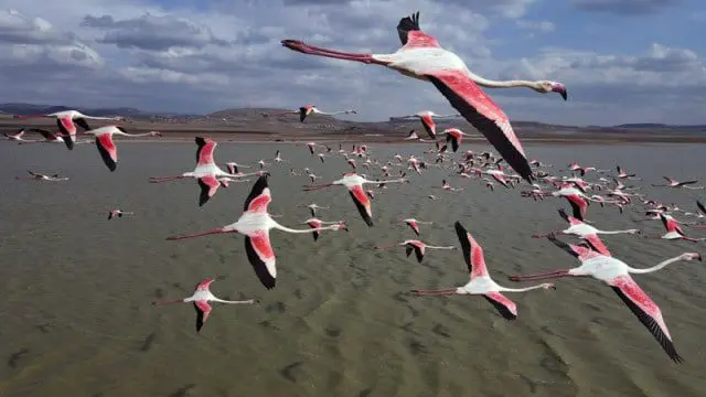 The flamingo returned to the Turkish lake Tuz after the drought of 2021