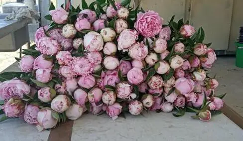 The peony festival began in Israel: how to visit