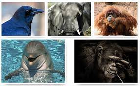 Who is the smartest animal in the world?