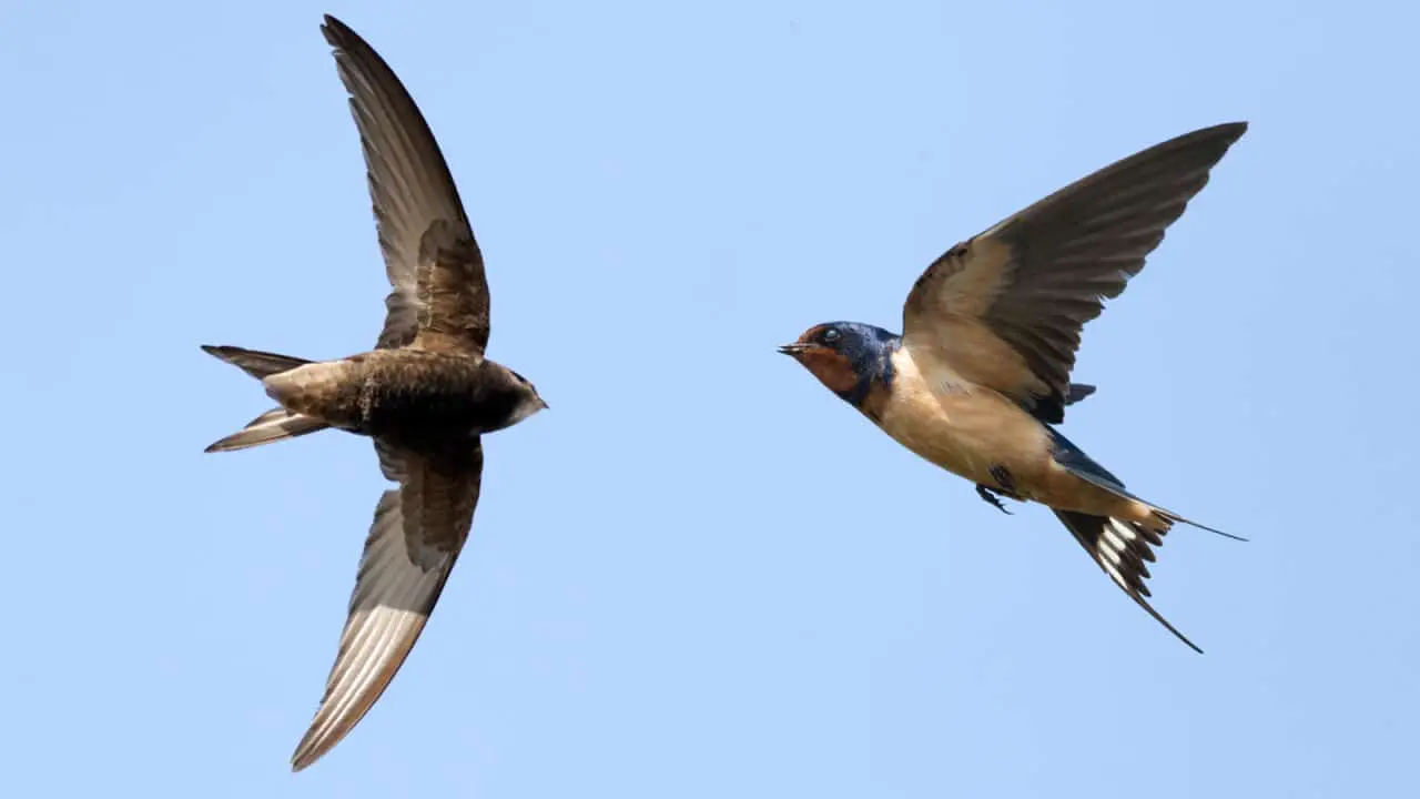 Why are swallows, flowers and bees harbingers of bad weather?