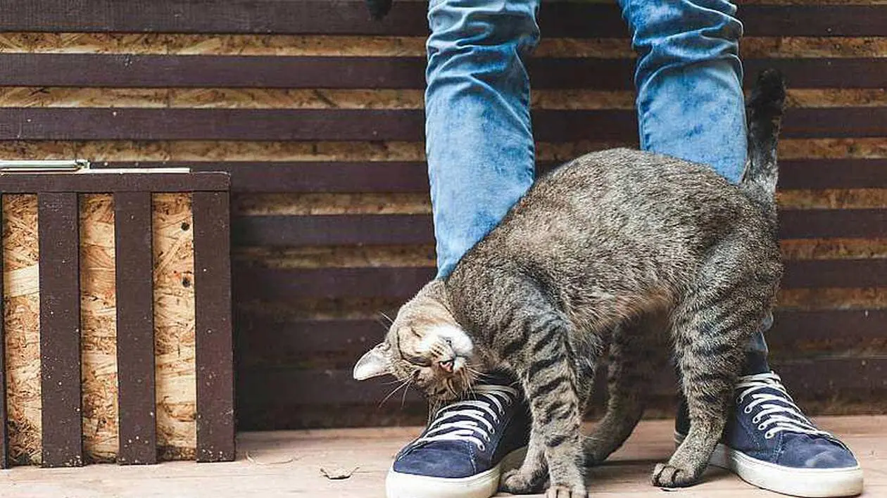 Why do cats have the strange behavior? Explanation…