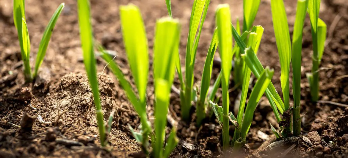 Plants are responsible for 98 percent of the oxygen we breathe and make up 80 percent of our daily calorie intake.