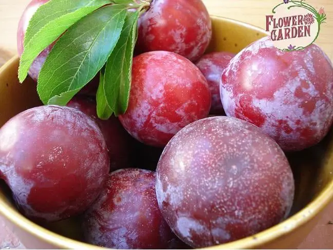 The wonders of botany: Is an intercross between plum and apricot possible?