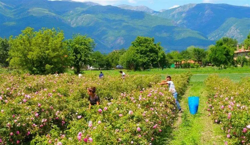 Bulgaria: Expensive gas and labor shortages hamper rose oil production