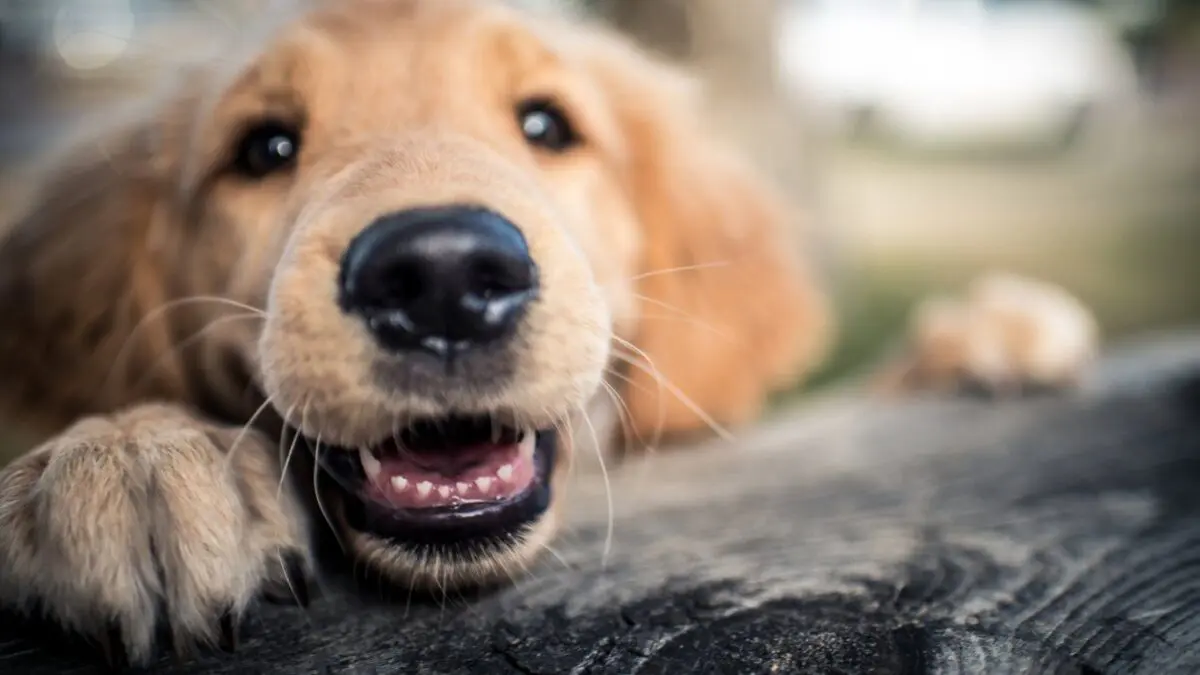 A genetic mutation has helped tame dogs