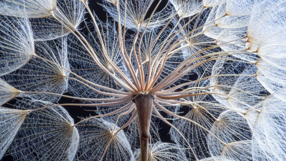 How dandelions make decisions