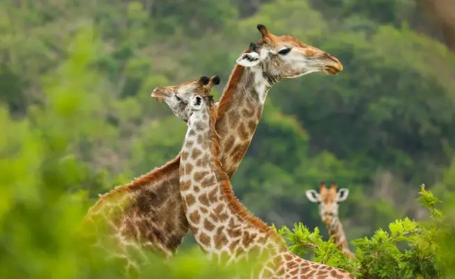 The giraffe’s ancient cousin loved to hit with his head