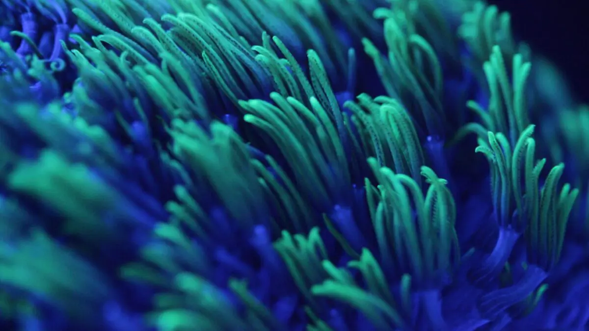 The largest plant in the world discovered