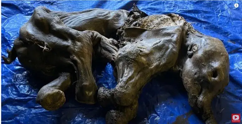 The remains of a baby mammoth were found