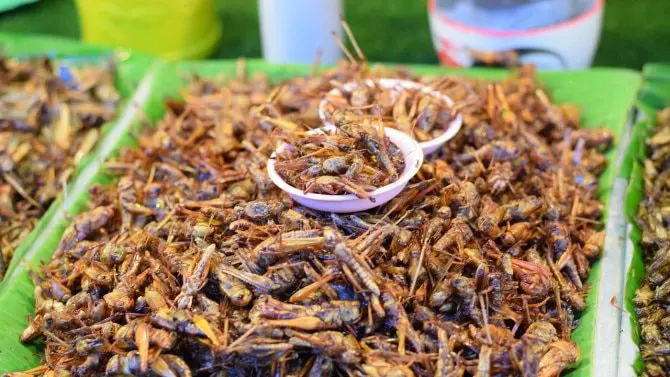 Sale of crickets for eating in Brussels has been allowed