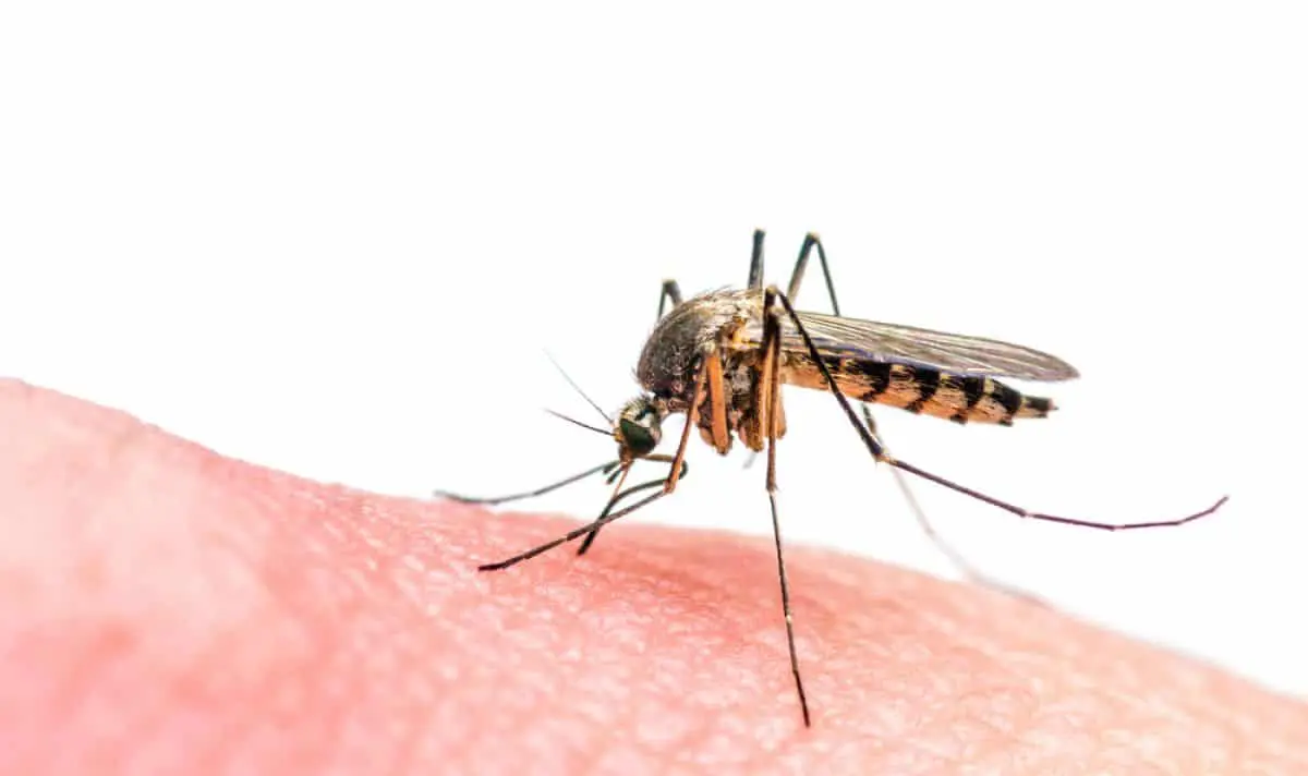 Who mosquitoes bite most often