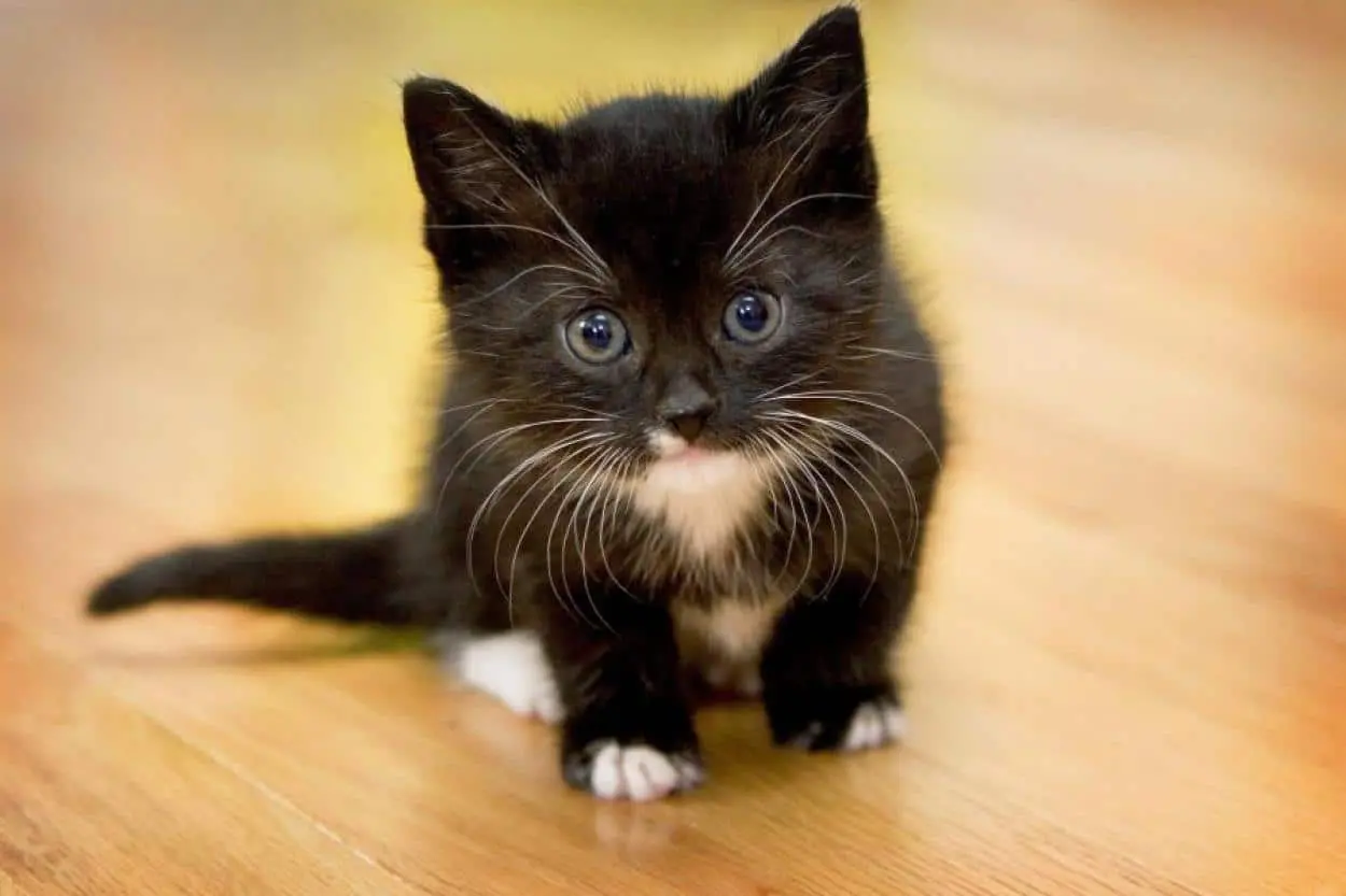 Why does a cat follow the owner everywhere: how experts explain this behavior