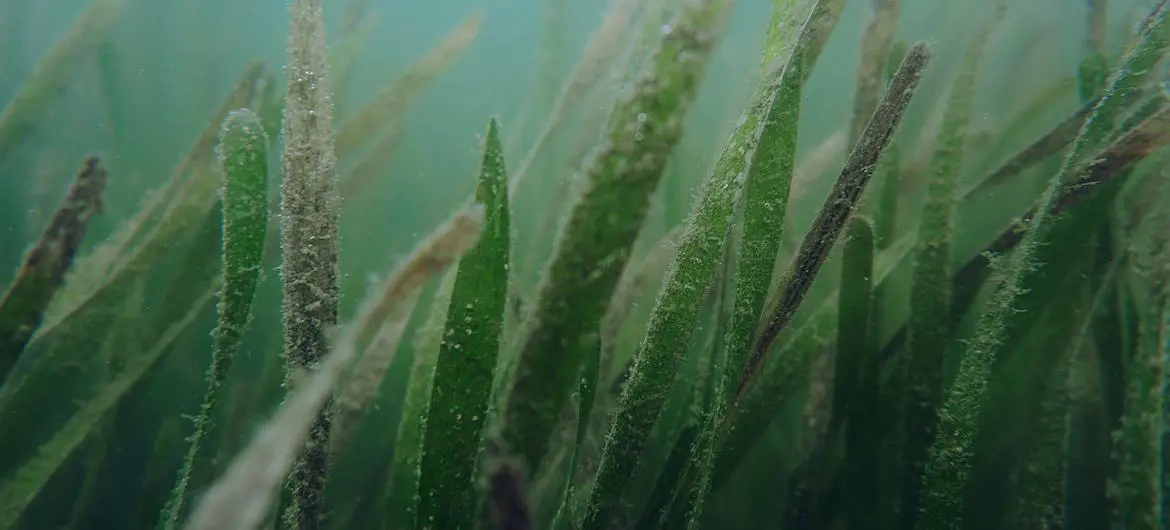 Seagrass, which evolved over 70 million years ago from terrestrial grass, is one of the most diverse and valuable marine ecosystems on the planet.