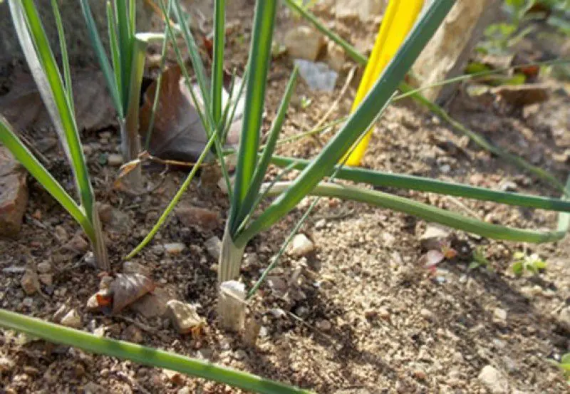 Northern Macedonia boasted that a type of onion unknown in the world grows in the country