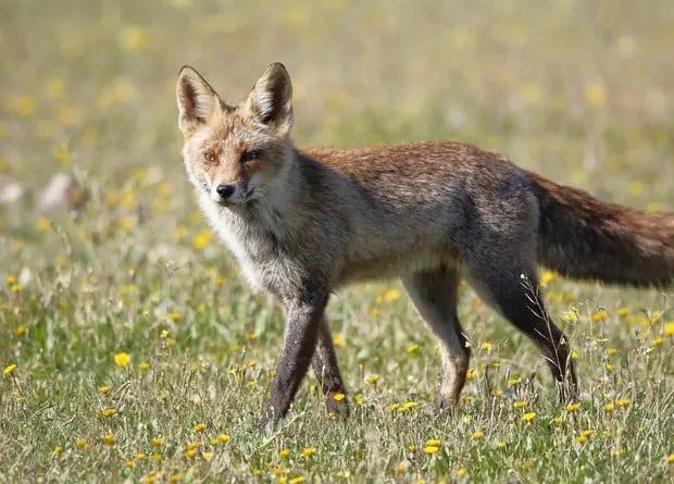 Scottish foxes eat dog feces