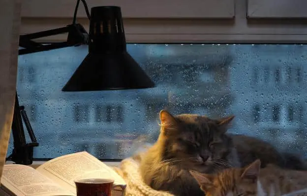 How to deal with a cat that persistently wakes us up at night