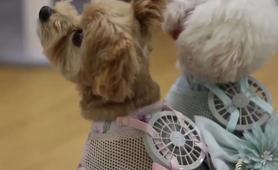 Japanese innovation – cooling clothes for pets