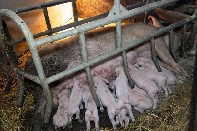 Over 85% of pigs in the EU live in appalling conditions